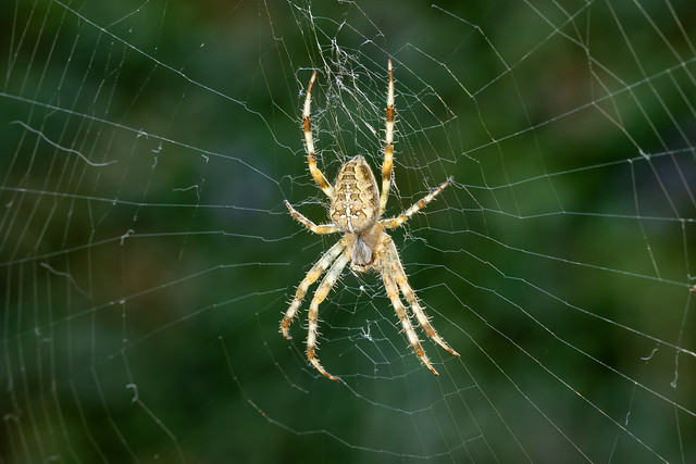 Kruisspin - European garden spider