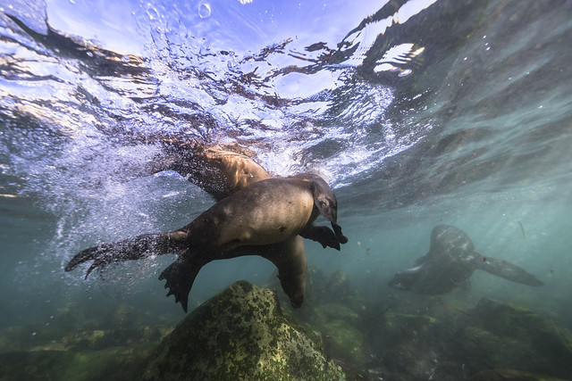 Marine life:  California Sea Lion in the Pacific Ocean