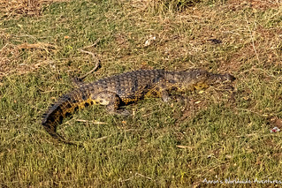 Crocodile lounging along the Chobe River