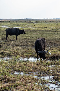 Buffalos along the Chobe River