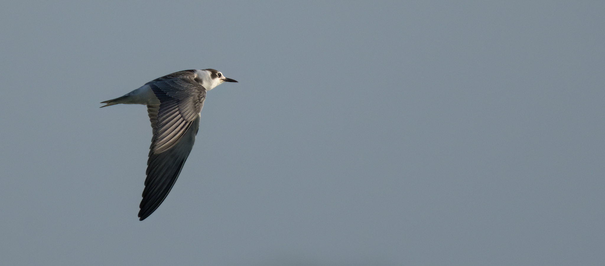 Juvenile Black Tern