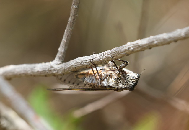 Sangcikade (Cicada orni / Cicada orni)