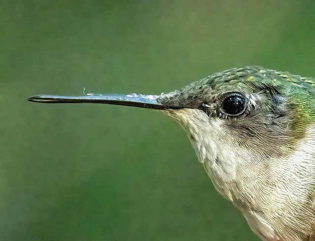 Portrait of a Ruby-throated Hummingbird