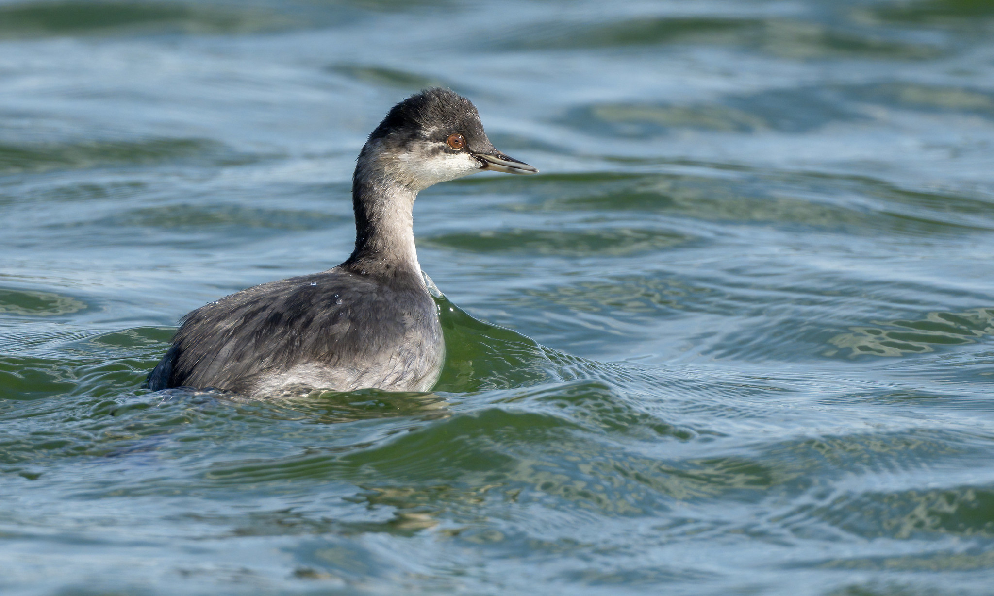 Young Black-necked Grebe