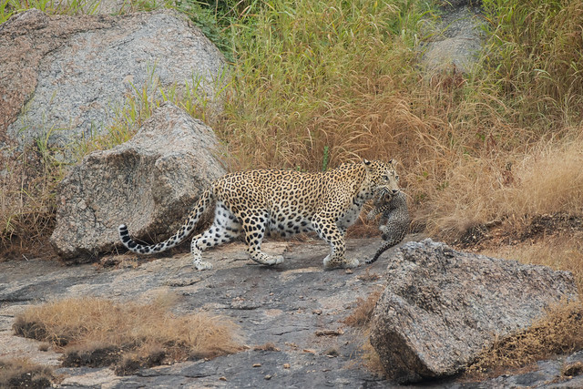 7/7 Leopard and cub, Jawai, Rajasthan