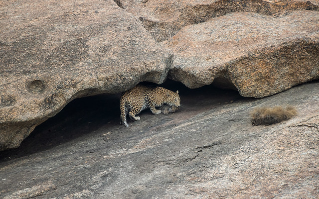 5/7 Leopard and cub, Jawai, Rajasthan
