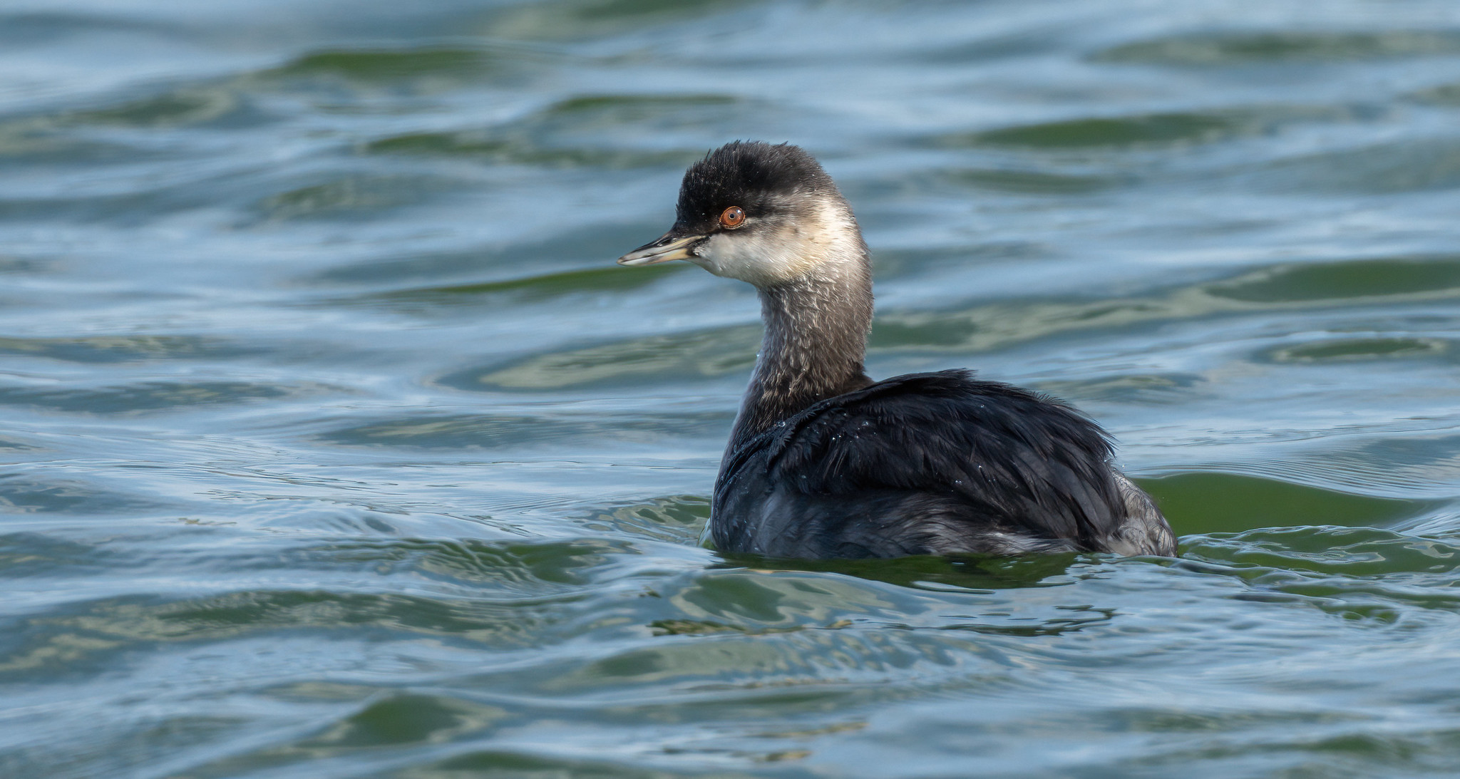 Young Black-necked Grebe
