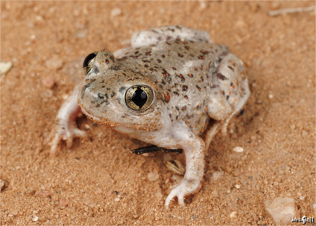 Mexican Spadefoot Toad (Spea multiplicata)