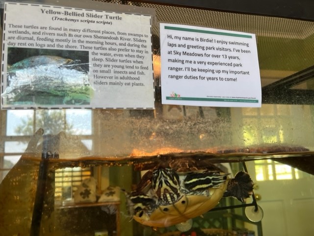 Close-up of a swimming yellow-bellied slider turtle with signs affixed to the top of the aquarium which identify the turtle by species and the name "Birdie." 