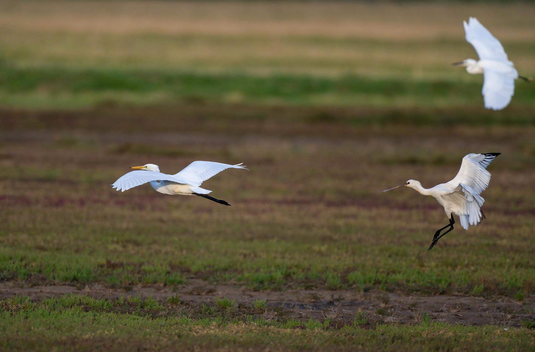 Great White Egret, Spoonbill and Little Egret - in early light