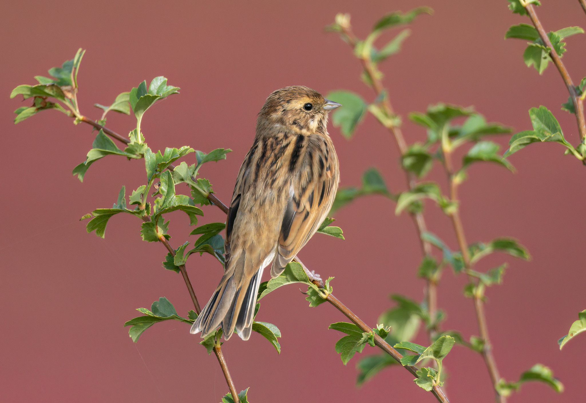 Reed Bunting with purple marsh 'heather?' background