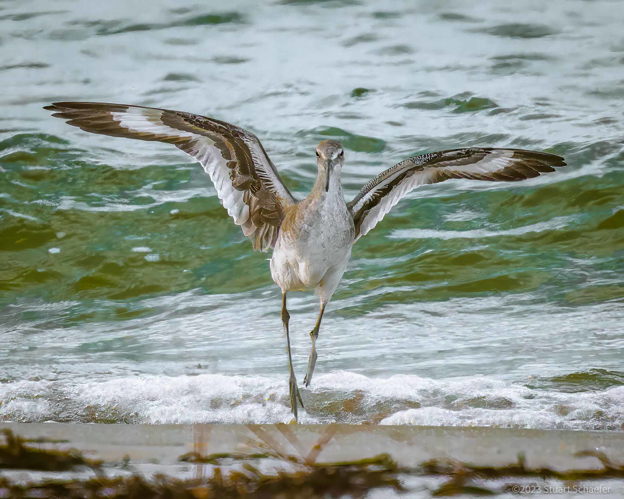 Willet Wing Showoff