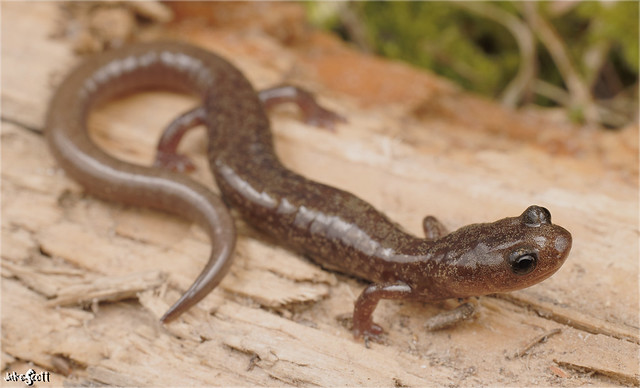 Jemez Mountains Salamander (Plethodon neomexicanus)