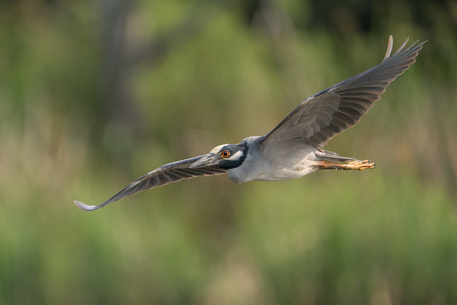 Flyby (Yellow-crowned Night Heron)