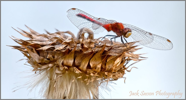 Red Dragonfly on Dried Flower