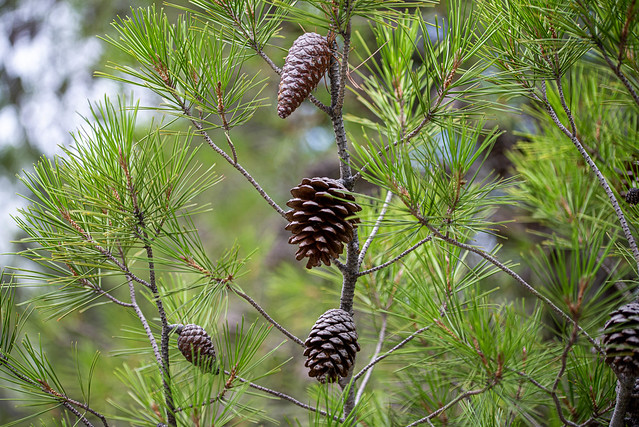 A conifer cone or pinecone