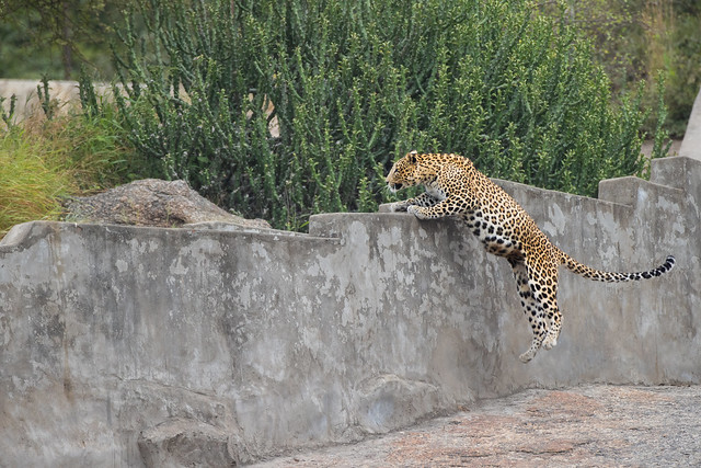 2/7 Leopard and cub, Jawai, Rajasthan