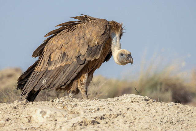 Griffon Vulture; Gyps vulvus