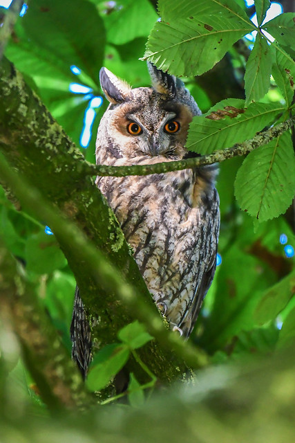 The local long-eared owl