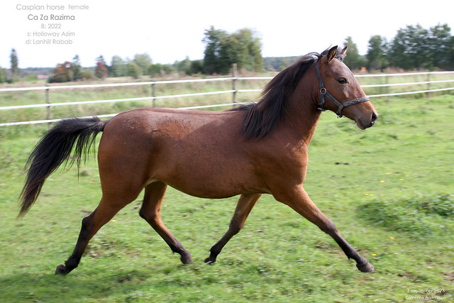 Caspian horse