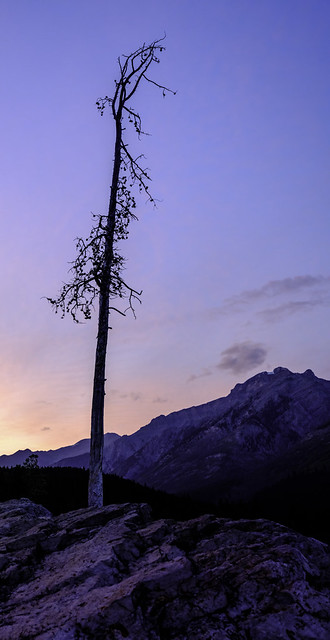 Lone tree in Banff 2023