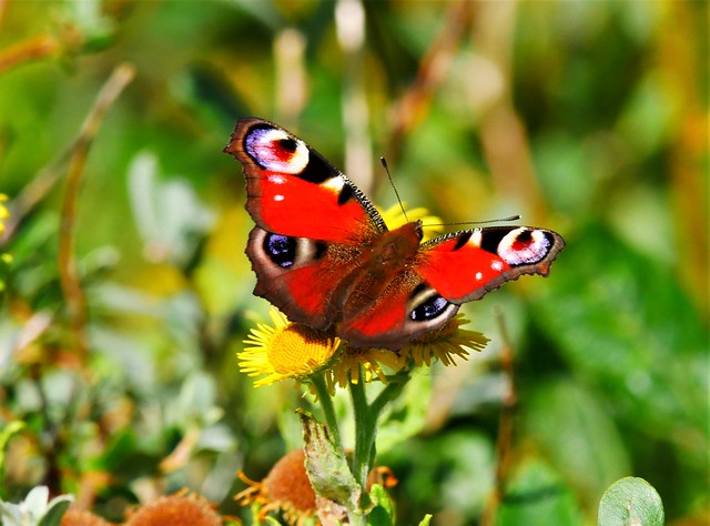A Peacock butterfly