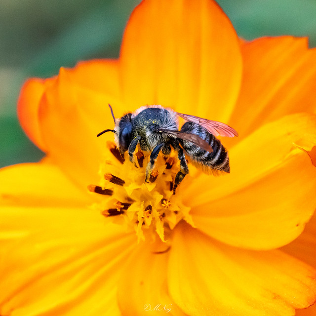Broad-handed leafcutter bee