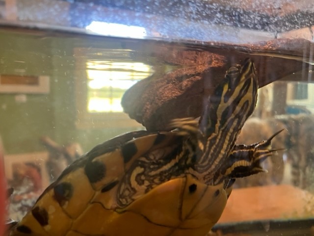 Close-up of a yellow-bellied slider turtle swimming underwater in an aquarium.