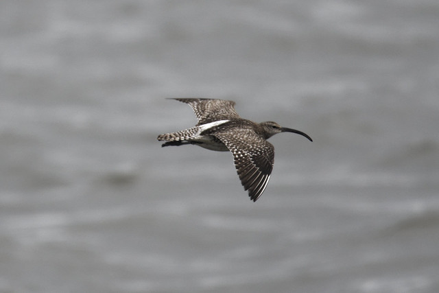 Whimbrel Louth