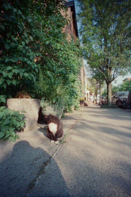 Neighborhood kitten - Hudson, NY