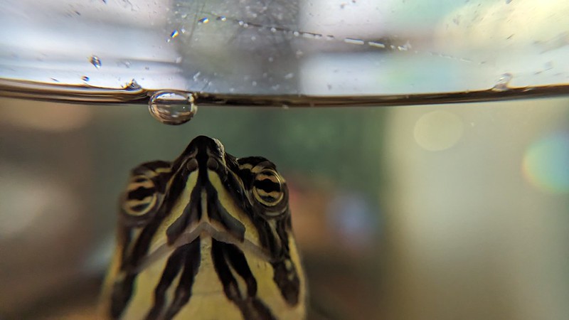 Close-up of a turtle's face underwater.