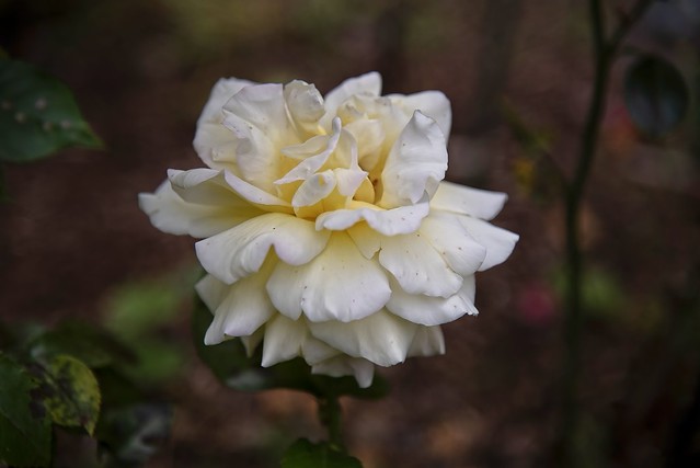 Rosa Peace in my garden, Norway