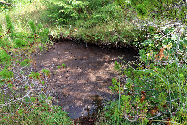 quicksand in the muskeg