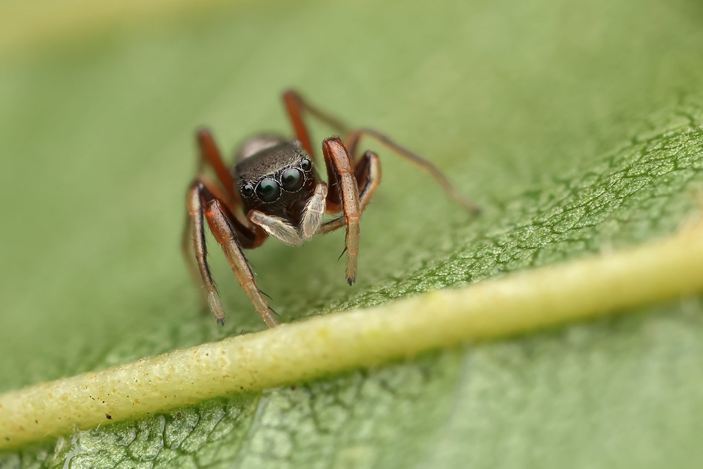 Ant mimic jumping spider (Synageles venator)