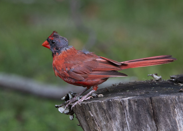 Norhtern Cardinal, male