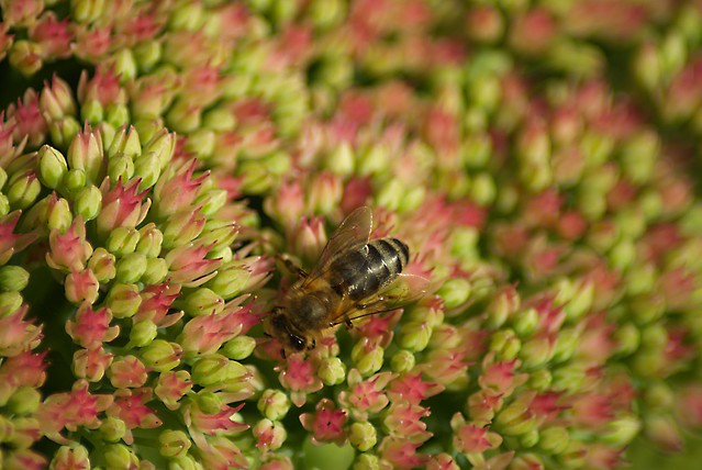 Honey Bee on Sedum (Stone Crop) 1