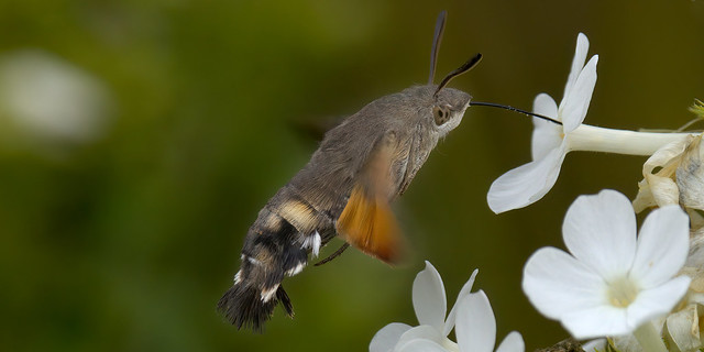 a Hummingbird Hawk-moth in flight - un sphinx colibri en vol