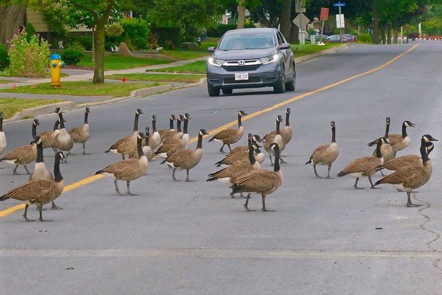 Canada Goose Crossing Road