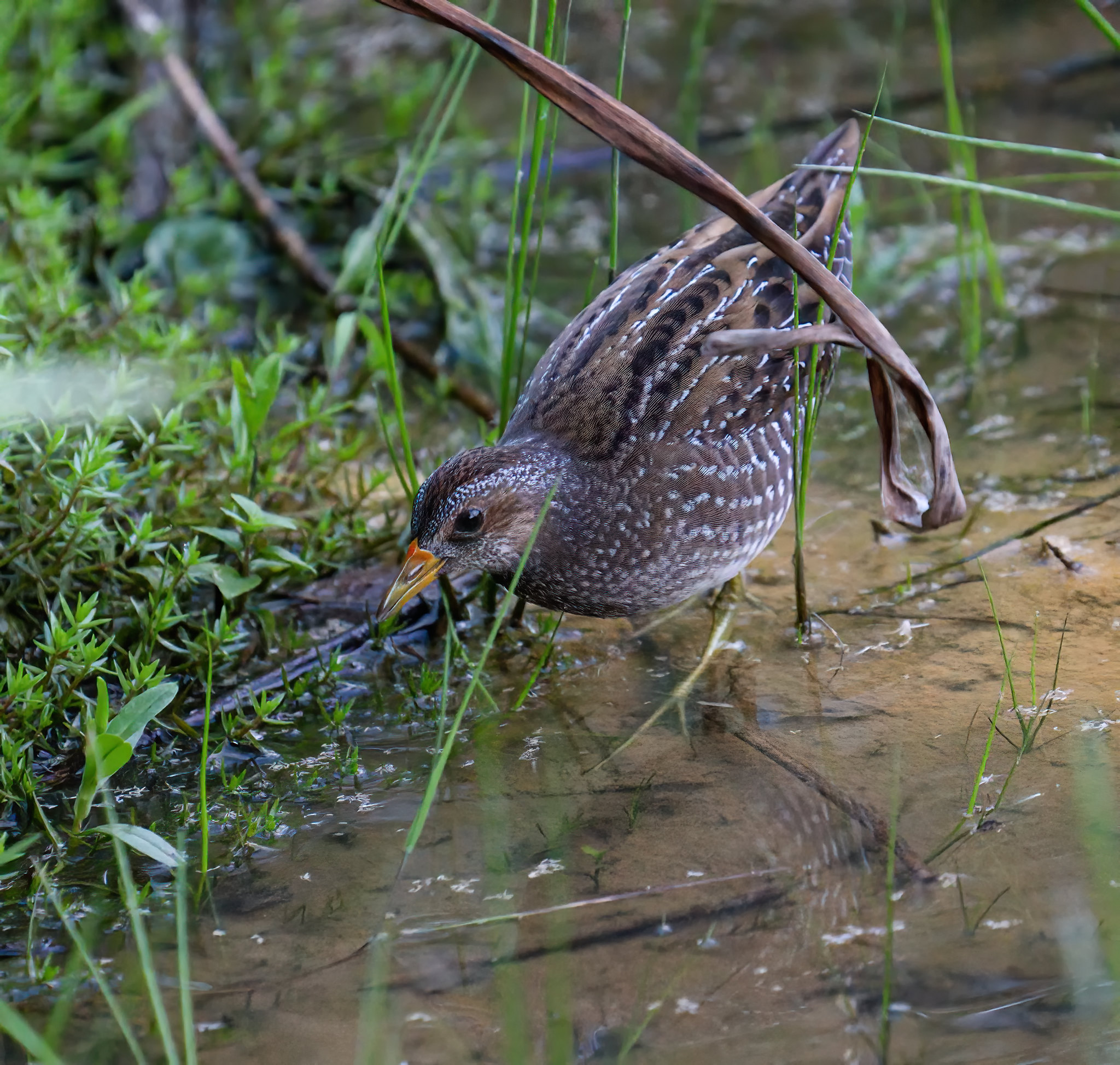 Spotted Crake - almost dark but surprisingly not too bad outcomes