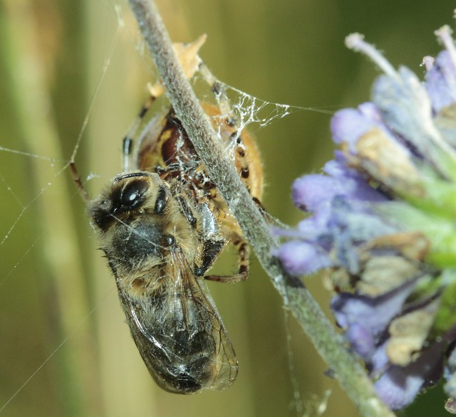 Araneus quadratus araneidae  with prey of Honeybee Apis mellifera