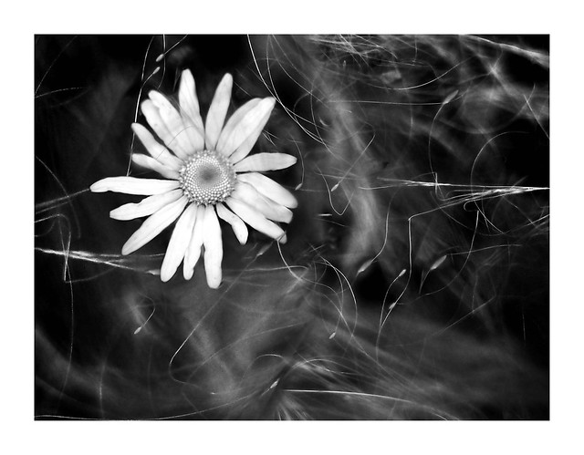 oxeye and angel hair