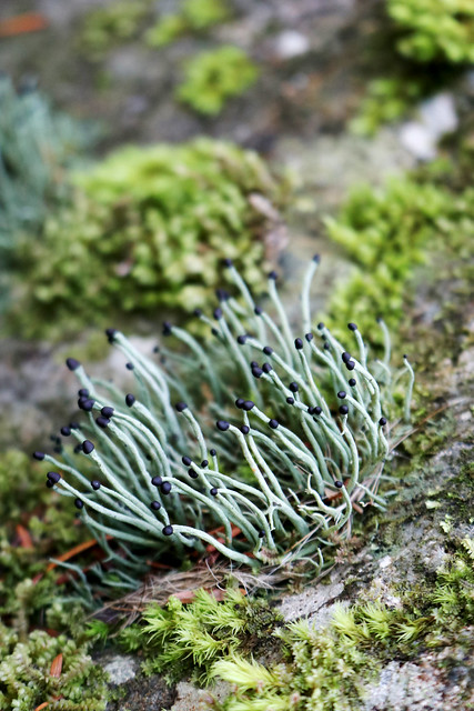 Devil's matchstick lichen - Pilophorus acicularis