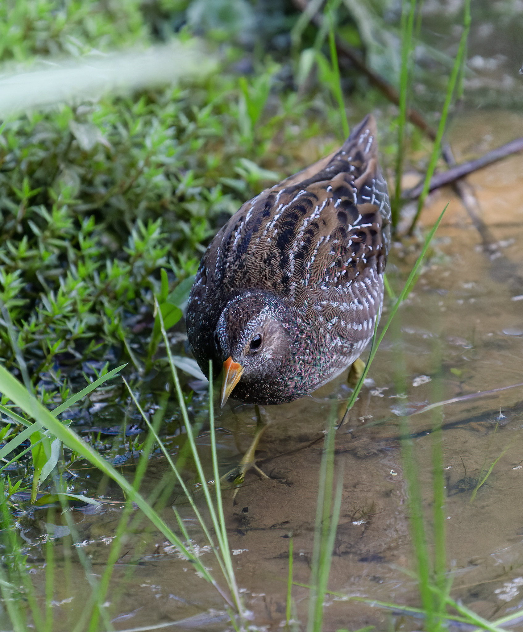 Spotted Crake - almost dark but surprisingly not too bad outcomes