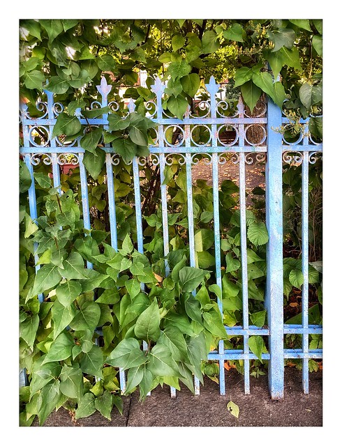 Blue iron fence