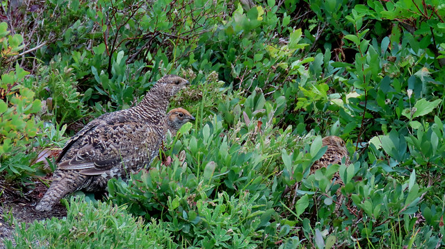 Sooty Grouse Family
