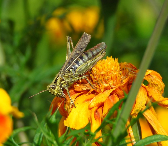 Grasshopper sunbathing 🌞