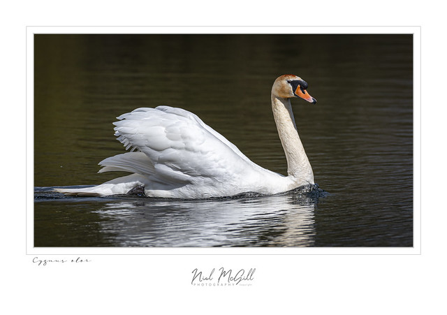 Mute Swan-1200