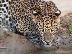 Stare of the Sri Lankan Leopard