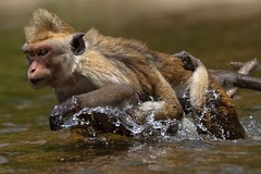 Toque Macaque running through water