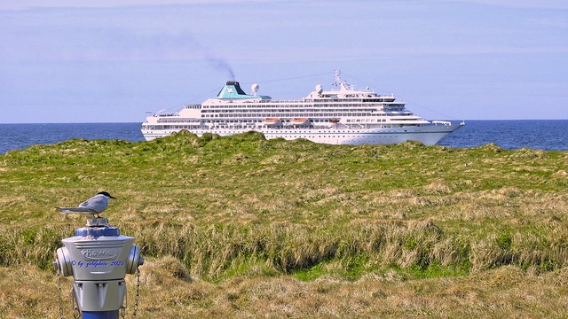 Wildes Island 2023 - Insel Grimsey am nördlichen Polarkreis
